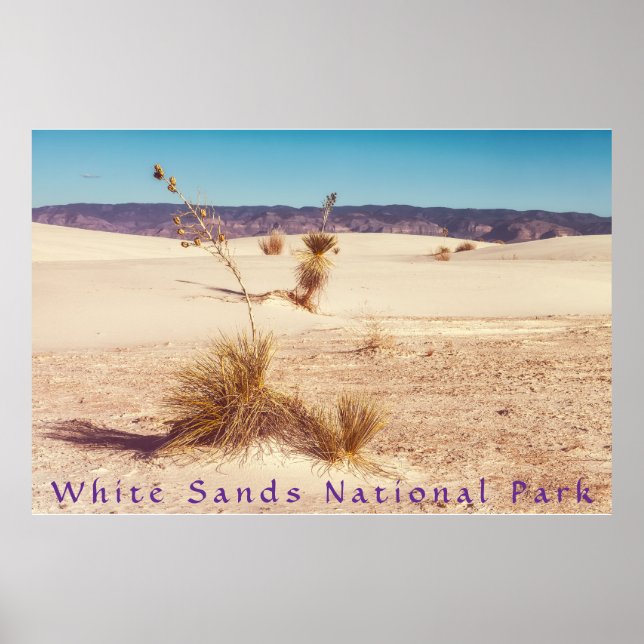 White Sands Yuccas Poster (Vorne)