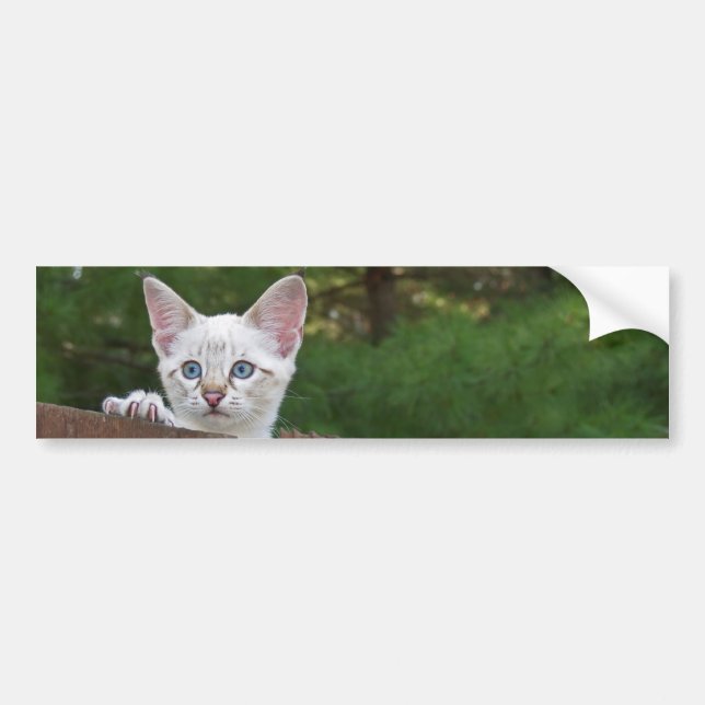 White Savannah Cat Background Autoaufkleber (Vorne)
