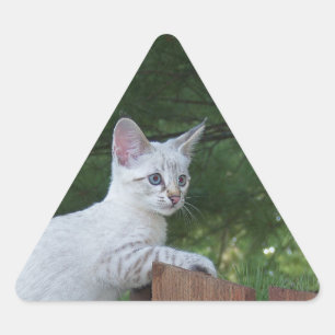 White Savannah Cat Triangle Sticker