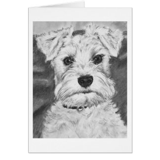 White Schnauzer