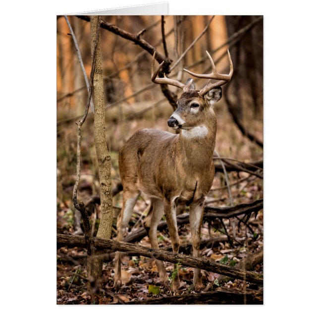 White Schwanz Deer Buck (Vorne)