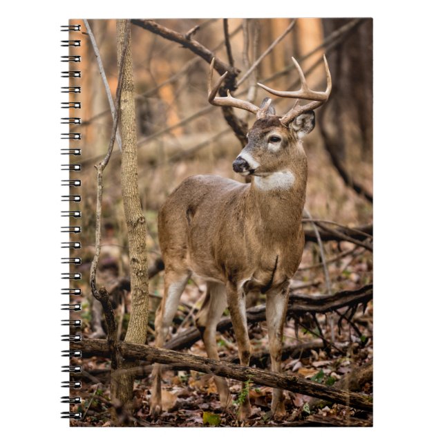 White Schwanz Deer Buck Notizblock (Vorderseite)