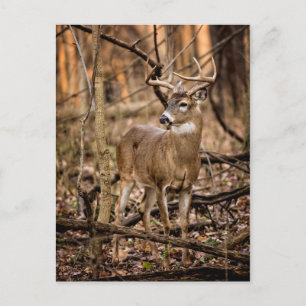 White Schwanz Deer Buck Postkarte