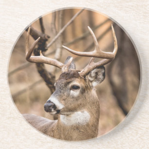 White Schwanz Deer Buck Sandstein Untersetzer