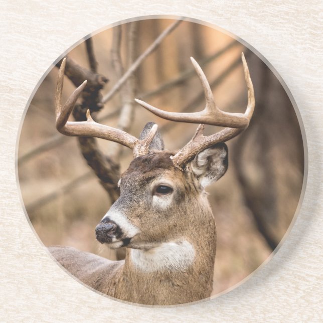 White Schwanz Deer Buck Sandstein Untersetzer (Vorne)