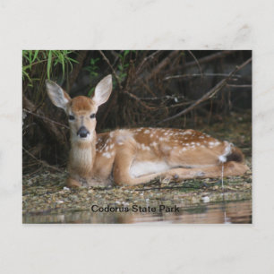 White Schwanz Fawn Postkarte