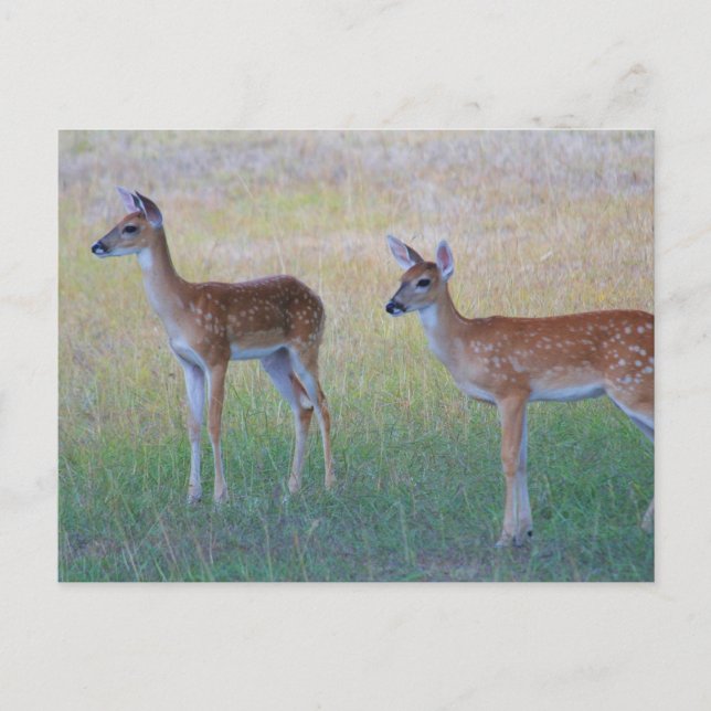 White Schwanz Fawn Postkarte (Vorderseite)