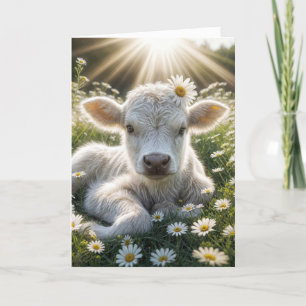White Scottish Highland Calf Birthday Karte