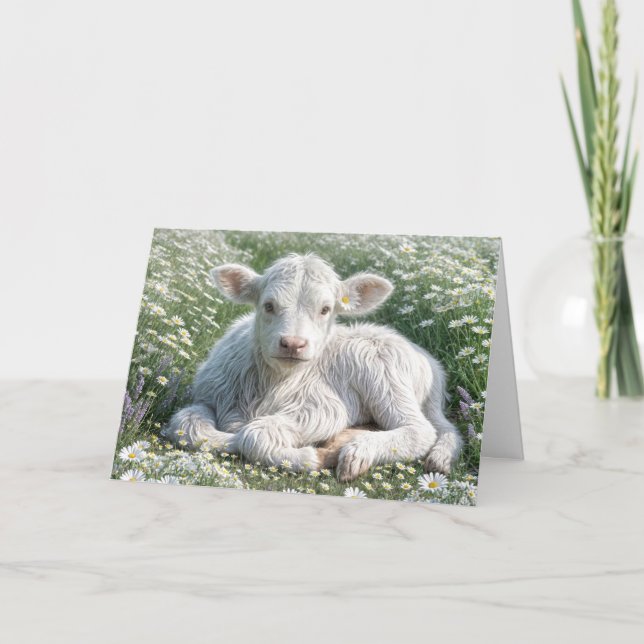 White Scottish Highland Calf Birthday Karte (Vorderseite)