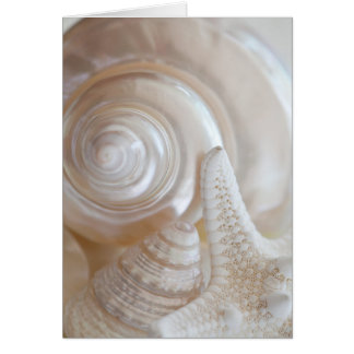 White Seashells Starfish Tropical Beach Muscheln