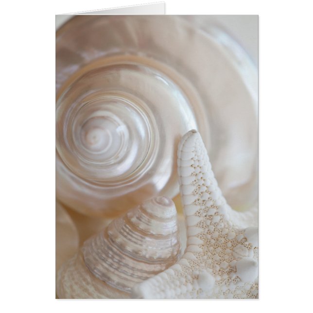 White Seashells Starfish Tropical Beach Muscheln (Vorne)