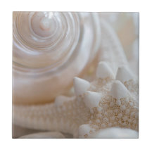 White Seashells Starfish Tropical Beach Muscheln