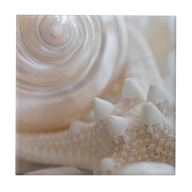 White Seashells Starfish Tropical Beach Muscheln Fliese (Vorderseite)
