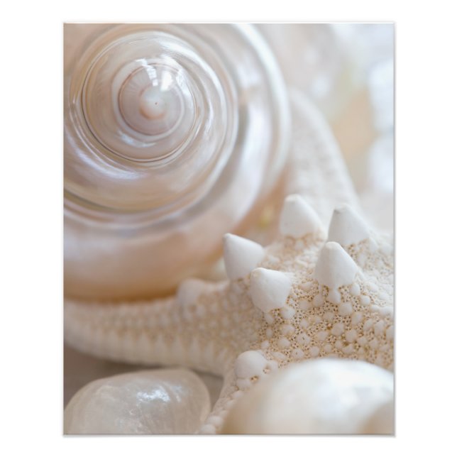 White Seashells Starfish Tropical Beach Muscheln Fotodruck (Vorne)