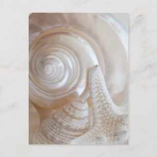 White Seashells Starfish Tropical Beach Muscheln Postkarte