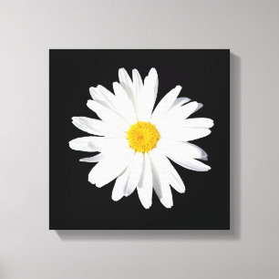 White Shasta Daisy Canvas Wanddekor Leinwanddruck