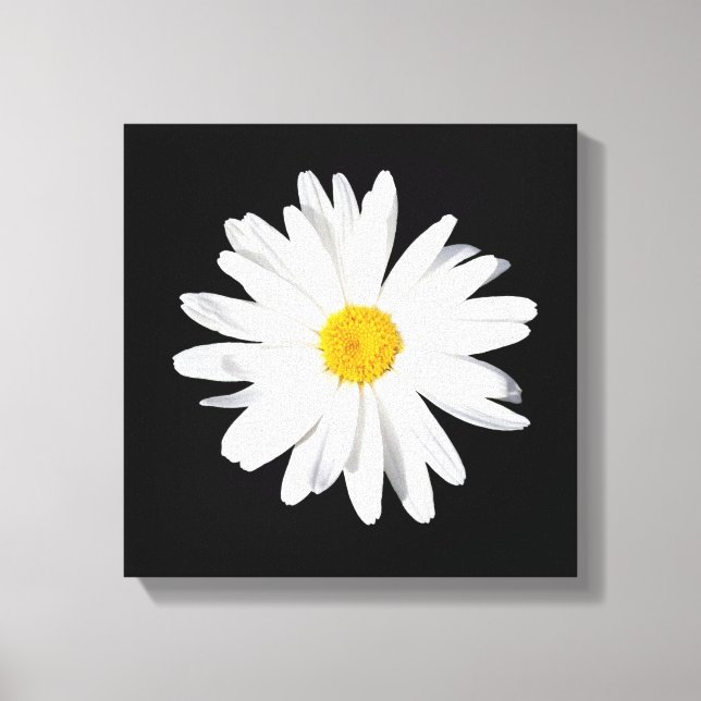 White Shasta Daisy Canvas Wanddekor Leinwanddruck (Vorderseite)