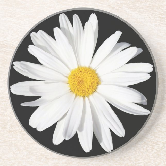 White Shasta Daisy Sandstone Untersetzer (Vorne)