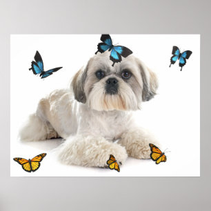 White Shih Tzu Dog Poster