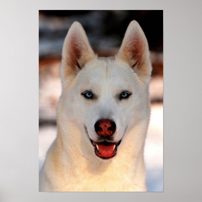 White Siberian Husky Foto Poster (Vorne)