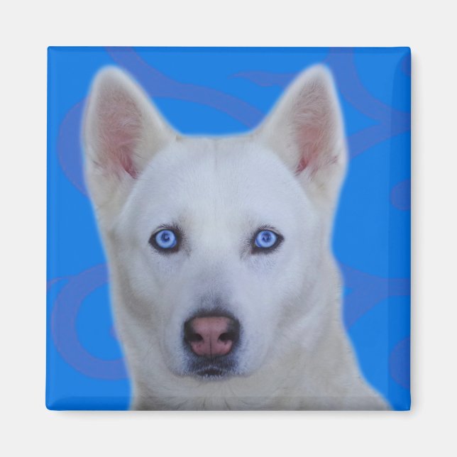 White Siberian Husky Magnet (Vorne)