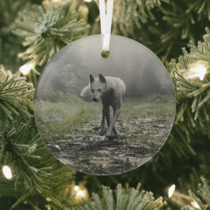 White Siberian Husky Ornament Aus Glas