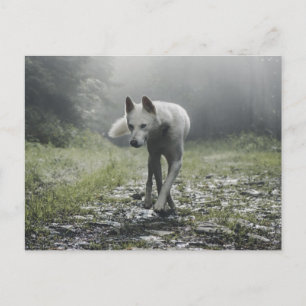White Siberian Husky Postkarte
