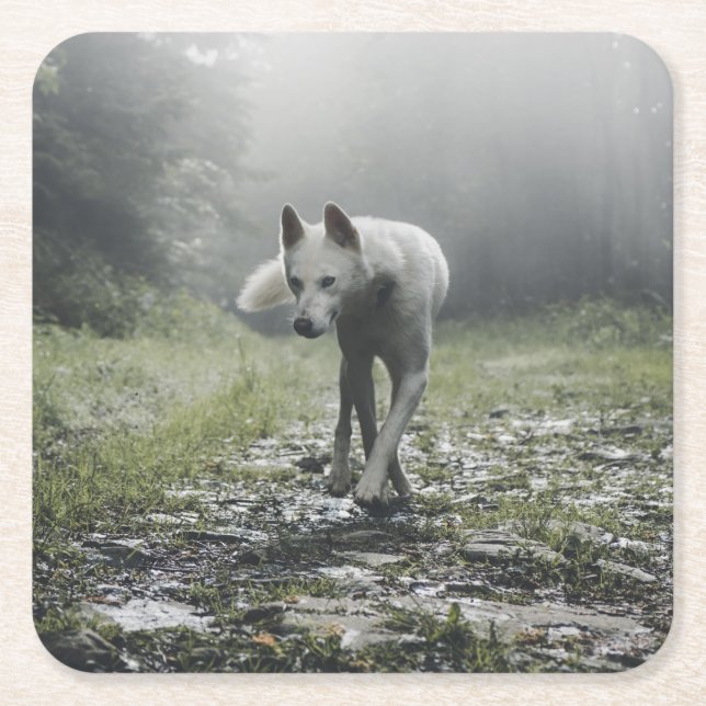 White Siberian Husky Rechteckiger Pappuntersetzer (Vorderseite)
