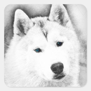 White Siberian Husky w/Blue Eyes Frische Kunst, Di Quadratischer Aufkleber