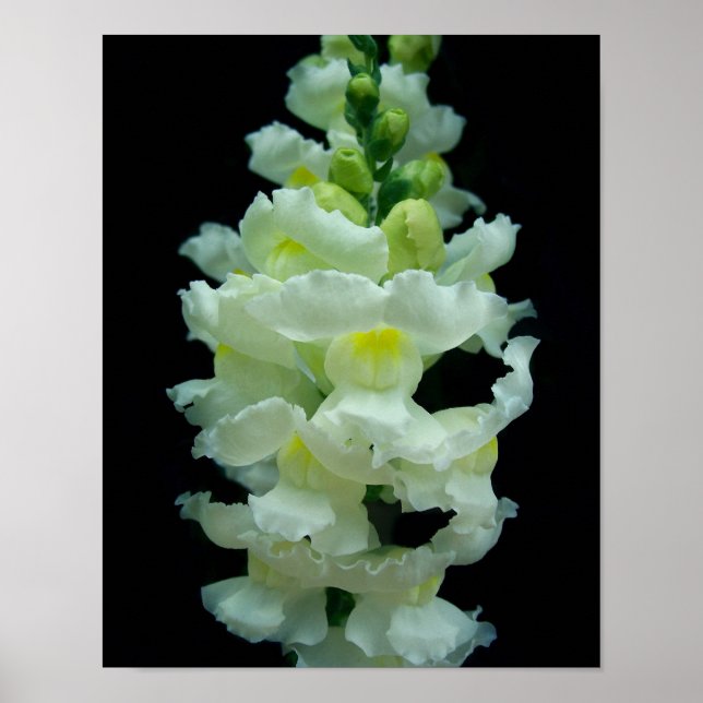 White Snapdragon Poster (Vorne)