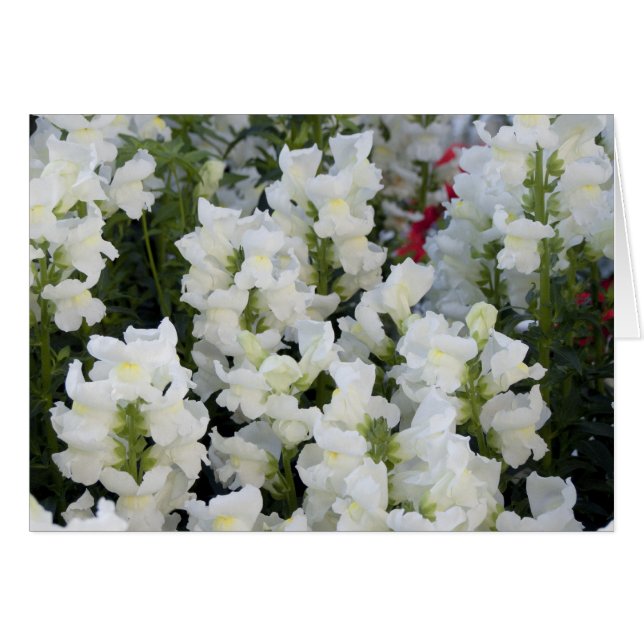 White Snapdragons Card (Vorderseite (Horizontal))