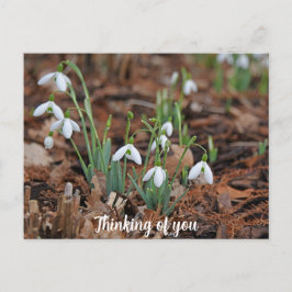 White Snow Drop Celebration Denken Sie an Sie Postkarte