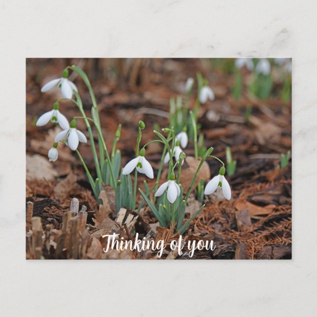 White Snow Drop Celebration Denken Sie an Sie Postkarte (Vorderseite)