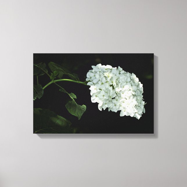 White Snowball Hydrangea - Annabelle Leinwanddruck (Vorderseite)