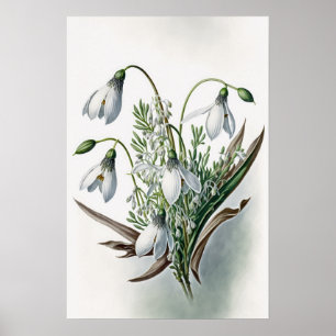 White Snowdrop Blume Art Print Poster