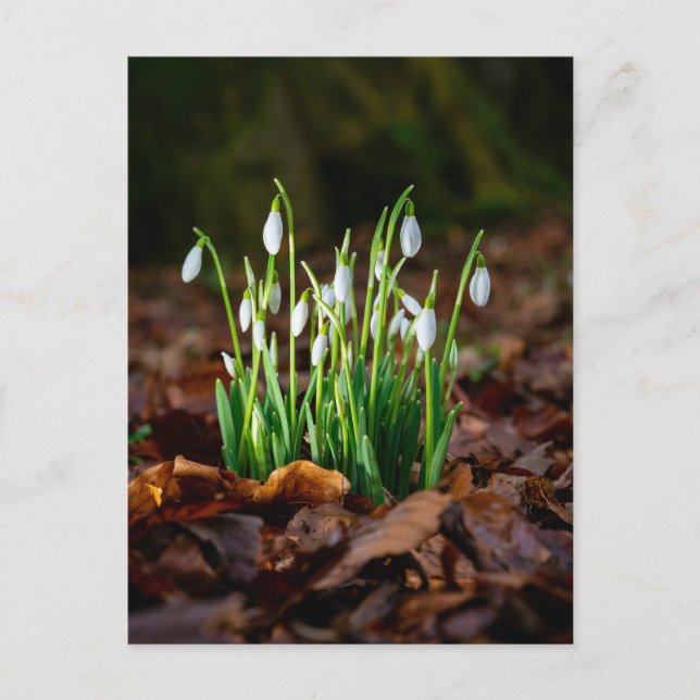 White Snowdrops Foto Postcard Postkarte (Vorderseite)