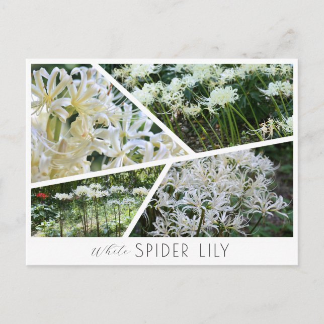 White Spider Lily Postkarte (Vorderseite)