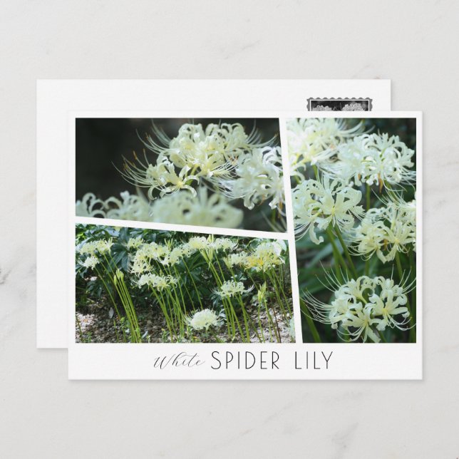 White Spider Lily Postkarte (Vorne/Hinten)