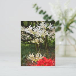 White Spily Lilie ポ ト ド Postkarte