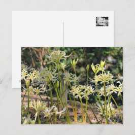 White Spily Lilie ポ ト ド Postkarte