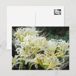 White Spily Lilie ポ ト ド Postkarte