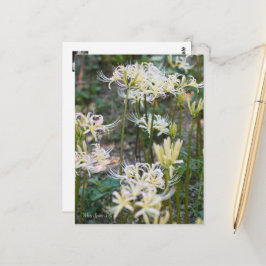 White Spily Lilie ポ ト ド Postkarte
