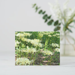 White Spily Lilie ポ ト ド Postkarte