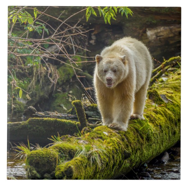 White Spirit Bear | British Columbia, Kanada Fliese (Vorderseite)