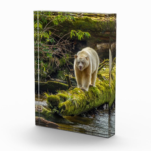 White Spirit Bear | British Columbia, Kanada Fotoblock (Rechts)