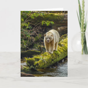 White Spirit Bear   British Columbia, Kanada Karte