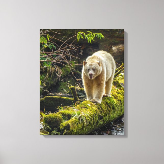 White Spirit Bear | British Columbia, Kanada Leinwanddruck (Vorderseite)
