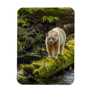 White Spirit Bear British Columbia, Kanada Magnet