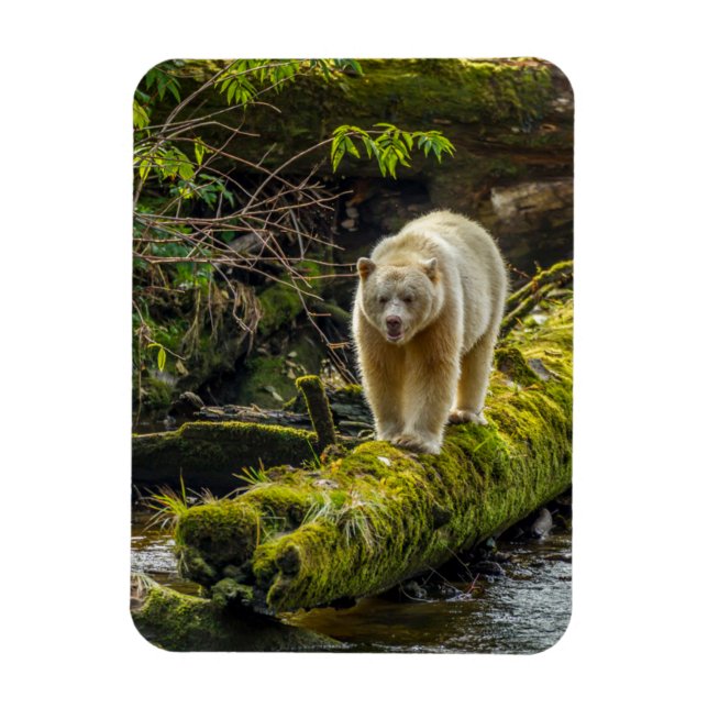 White Spirit Bear | British Columbia, Kanada Magnet (Vertikal)