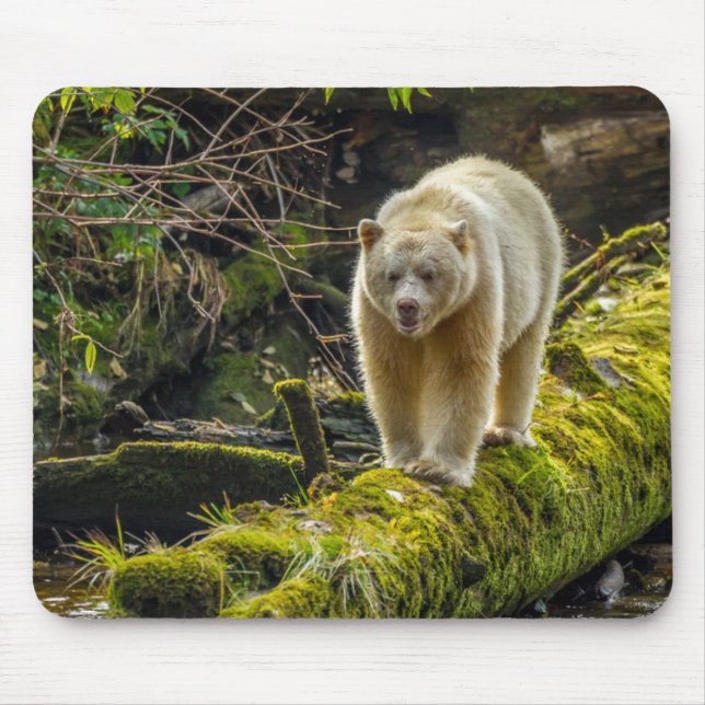 White Spirit Bear | British Columbia, Kanada Mousepad (Vorne)